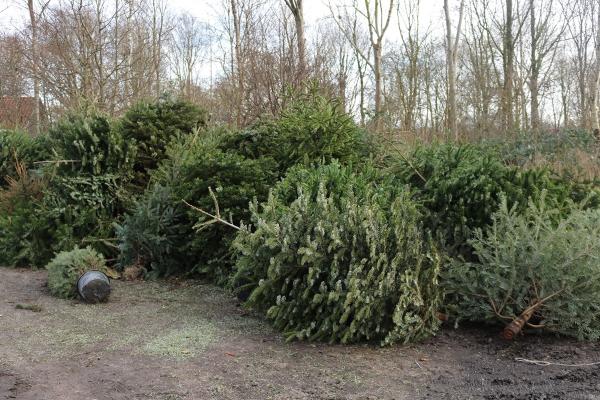 Inzameling kerstbomen